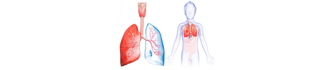 Sistema Respiratório