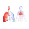 Respiratory System