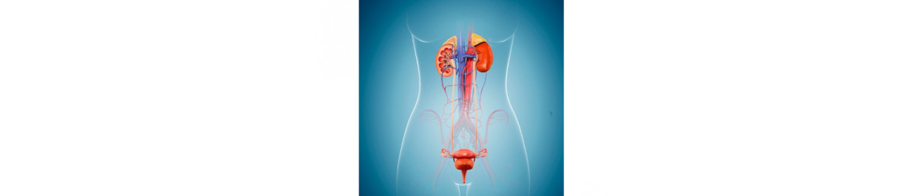 Female Urinary System