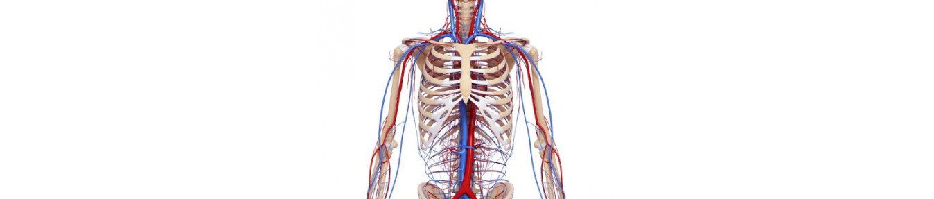 Système cardiovasculaire et circulatoire