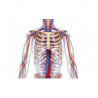 Sistema Cardiovascular e Circulatório