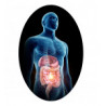 Digestione